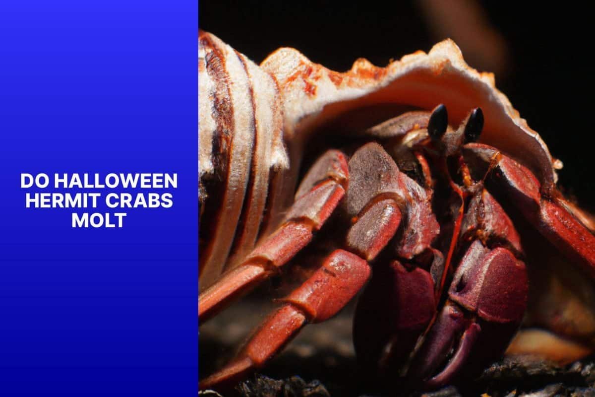 Exploring Halloween Hermit Crab Molting: Do They Shed Their Exoskeleton?